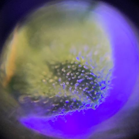 Lebron XXL auto 01 growlog timeline photo