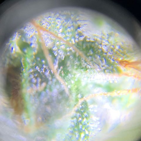 Lebron XXL auto 01 growlog timeline photo