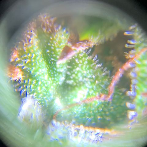 Lebron XXL auto 01 growlog timeline photo