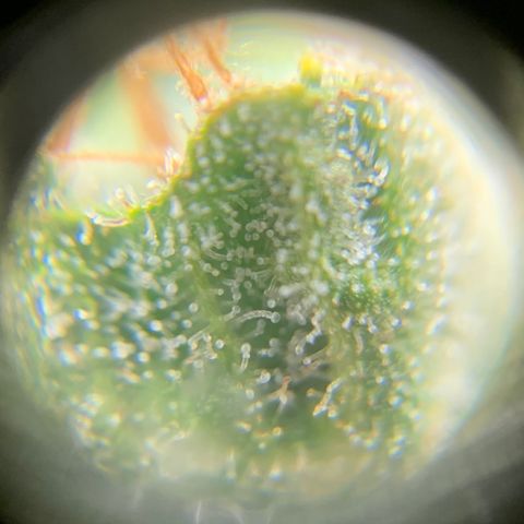 Lebron XXL auto 02 growlog timeline photo