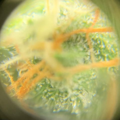 Lebron XXL auto 02 growlog timeline photo