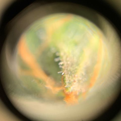 Lebron XXL auto 02 growlog timeline photo