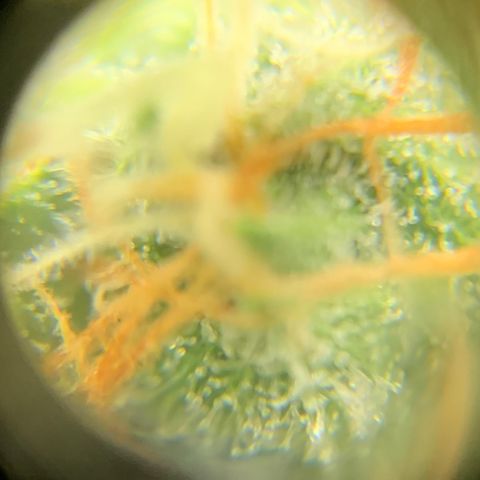 Lebron XXL auto 02 growlog timeline photo