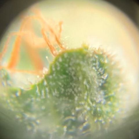 Lebron XXL auto 02 growlog timeline photo