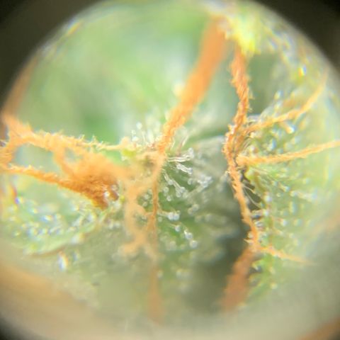 Lebron XXL auto 02 growlog timeline photo