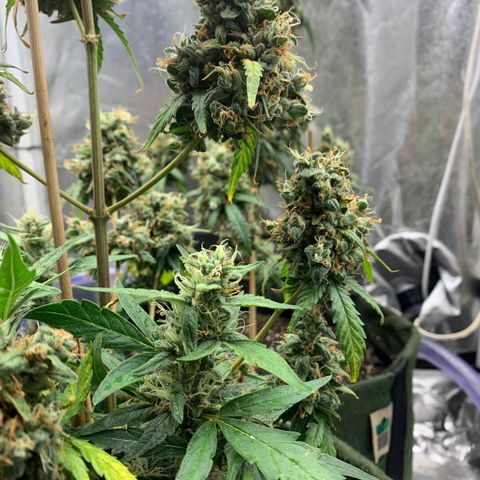 Lebron XXL auto 02 growlog photo: Flushing