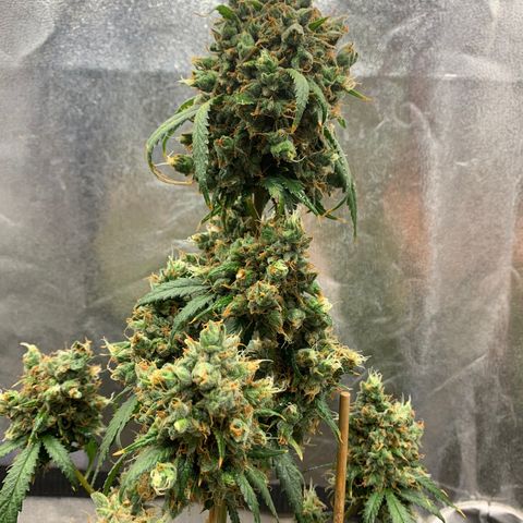 Lebron XXL auto 02 growlog photo: Flushing