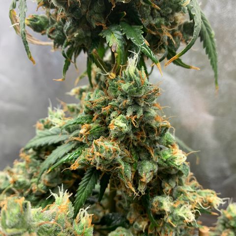 Lebron XXL auto 02 growlog photo: Flushing