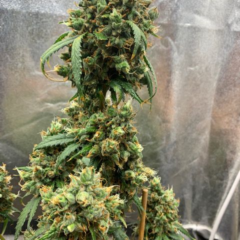 Lebron XXL auto 02 growlog photo: Flushing