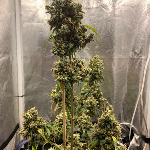 Lebron XXL auto 02 growlog photo: Flushing