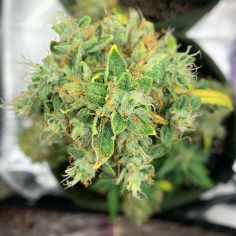 Lebron XXL auto 02 growlog photo: Flushing