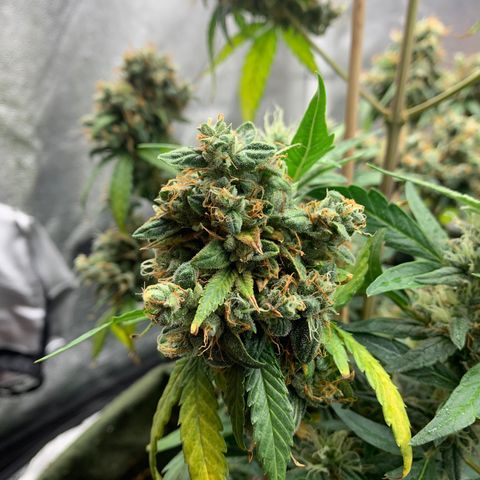 Lebron XXL auto 02 growlog photo: Flushing