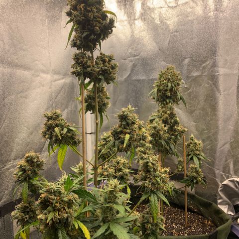Lebron XXL auto 02 growlog timeline photo