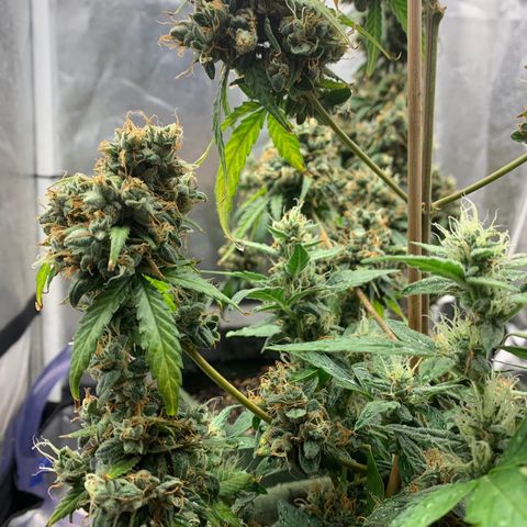 Lebron XXL auto 02 growlog photo: Flushing