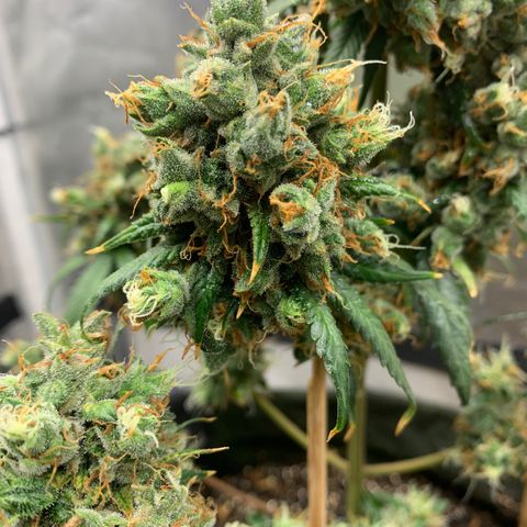 Lebron XXL auto 02 growlog photo: Flushing