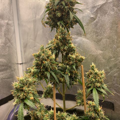 Lebron XXL auto 02 growlog photo: Flushing
