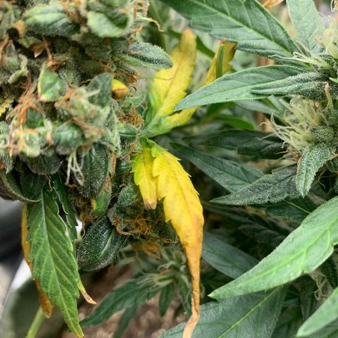 Lebron XXL auto 01 growlog timeline photo