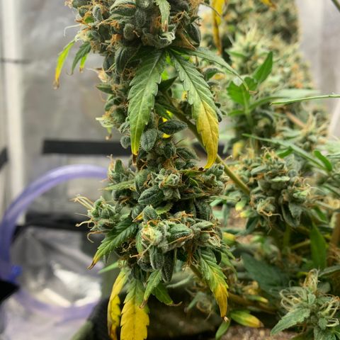 Lebron XXL auto 01 growlog timeline photo