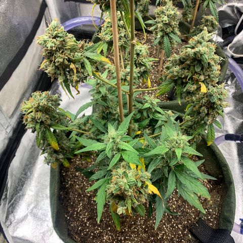 Lebron XXL auto 01 growlog timeline photo
