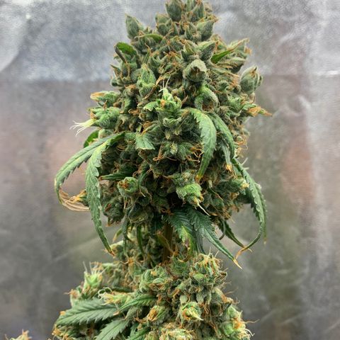 Lebron XXL auto 02 growlog timeline photo