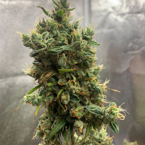 Lebron XXL auto 01 growlog timeline photo