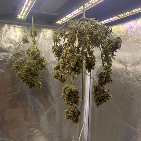 Lebron XXL auto 02 growlog photo: drying
