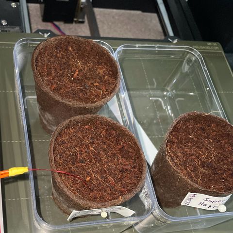 Super Silver Haze growlog timeline photo