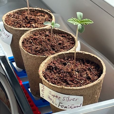 Super Silver Haze growlog timeline photo