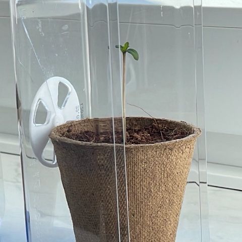 Super Silver Haze growlog timeline photo