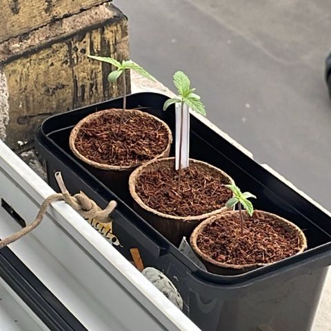 Super Silver Haze growlog timeline photo