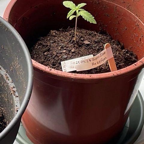 Super Silver Haze growlog timeline photo