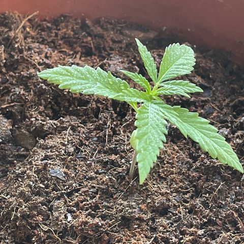 Super Silver Haze growlog timeline photo
