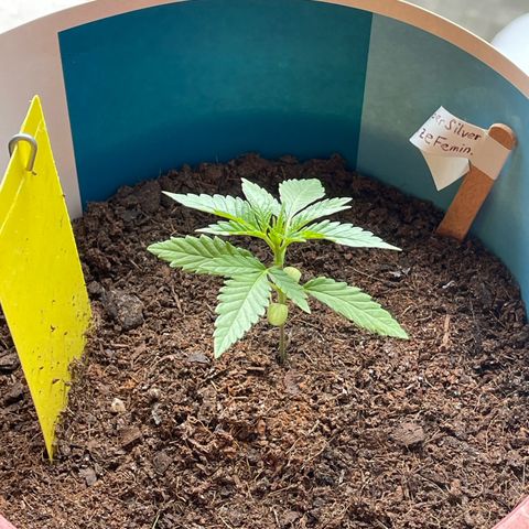 Super Silver Haze growlog timeline photo