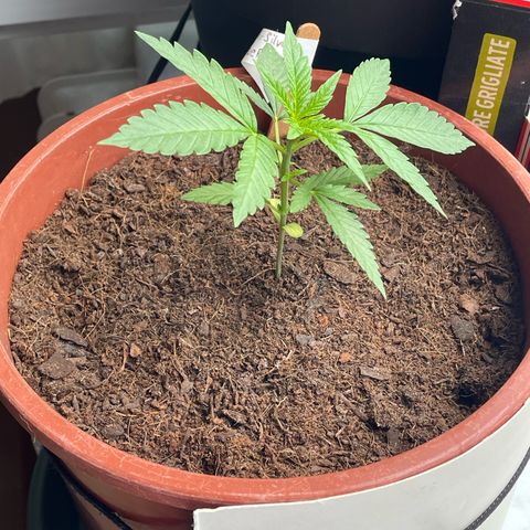 Super Silver Haze growlog timeline photo