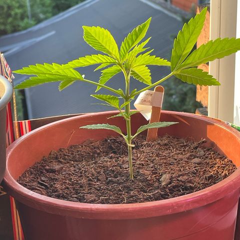 Super Silver Haze growlog timeline photo