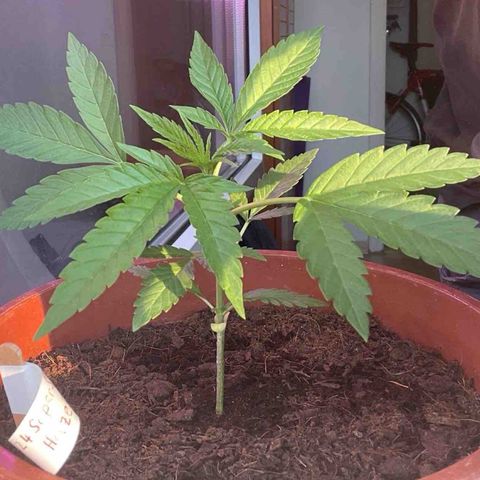 Super Silver Haze growlog timeline photo