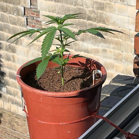 Super Silver Haze growlog timeline photo