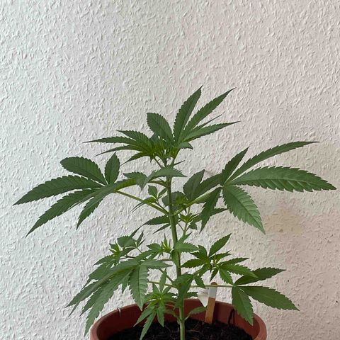 Super Silver Haze growlog timeline photo