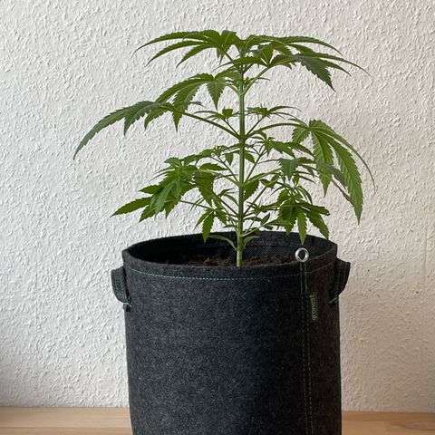 Super Silver Haze growlog timeline photo
