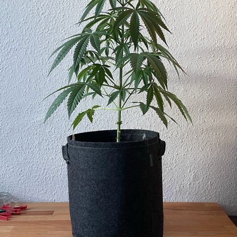 Super Silver Haze growlog timeline photo