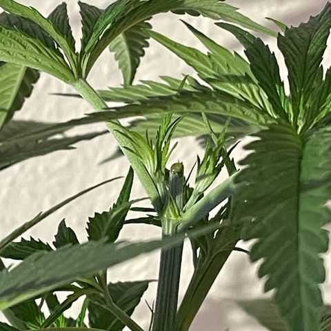 Super Silver Haze growlog timeline photo