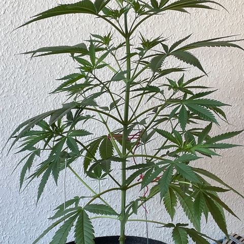 Super Silver Haze growlog timeline photo