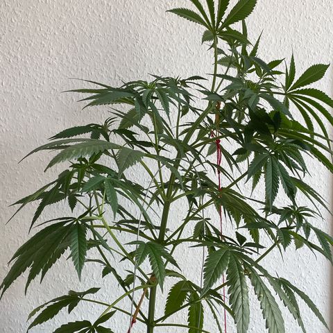 Super Silver Haze growlog timeline photo