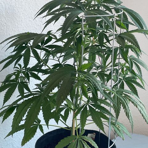 Super Silver Haze growlog timeline photo