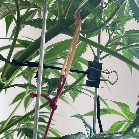 Super Silver Haze growlog timeline photo