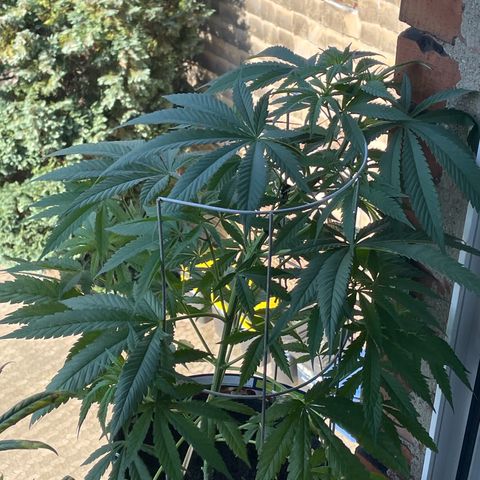 Super Silver Haze growlog timeline photo
