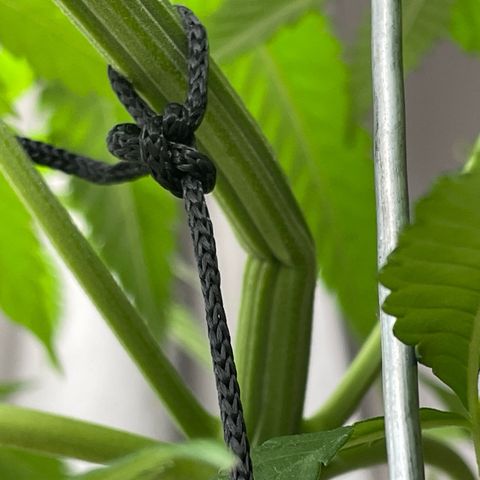 Super Silver Haze growlog photo: ungewollter Super Crop