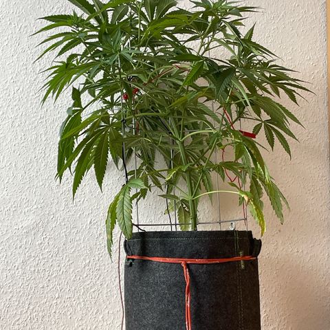 Super Silver Haze growlog timeline photo