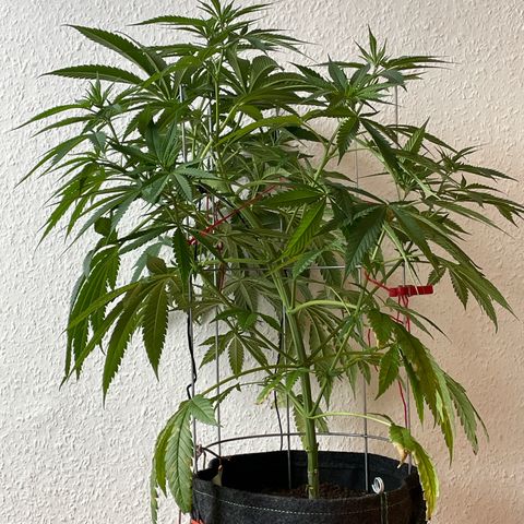 Super Silver Haze growlog timeline photo