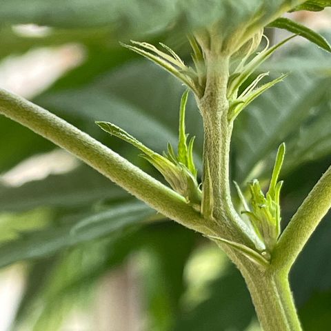 Super Silver Haze growlog timeline photo